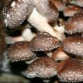Китайские древесные грибы