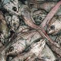 Секреты приготовления, польза и вред рыбы хоки (макрурус)